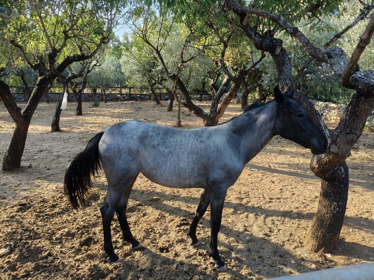 Murgese Stute 2 Jahre Roan-Blue in Martina Franca