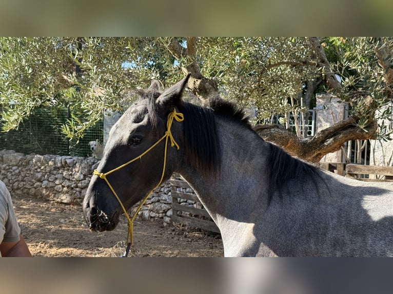 Murgese Stute 2 Jahre Roan-Blue in Martina Franca