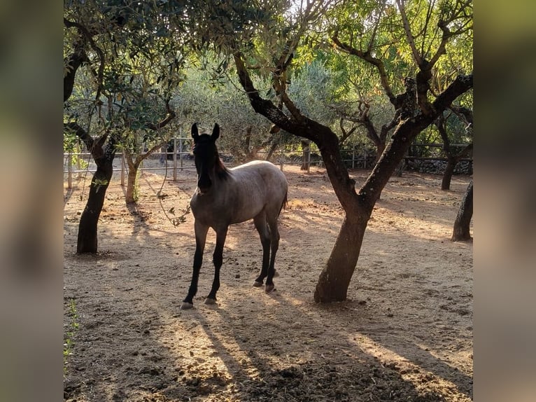 Murgese Stute 2 Jahre Roan-Blue in Martina Franca