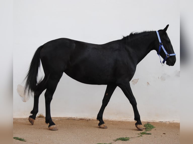 Murgese Stute 3 Jahre 150 cm Rappe in Murgia