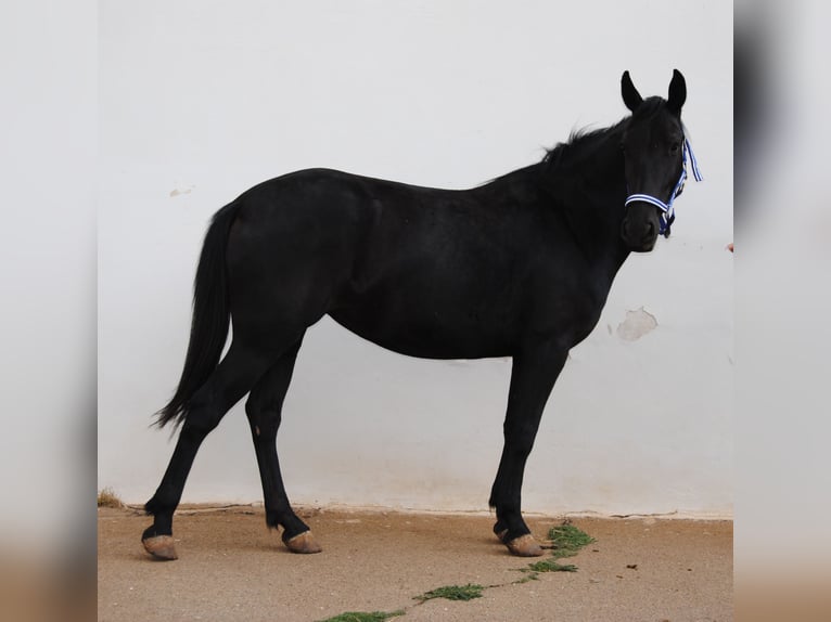 Murgese Stute 3 Jahre 150 cm Rappe in Murgia