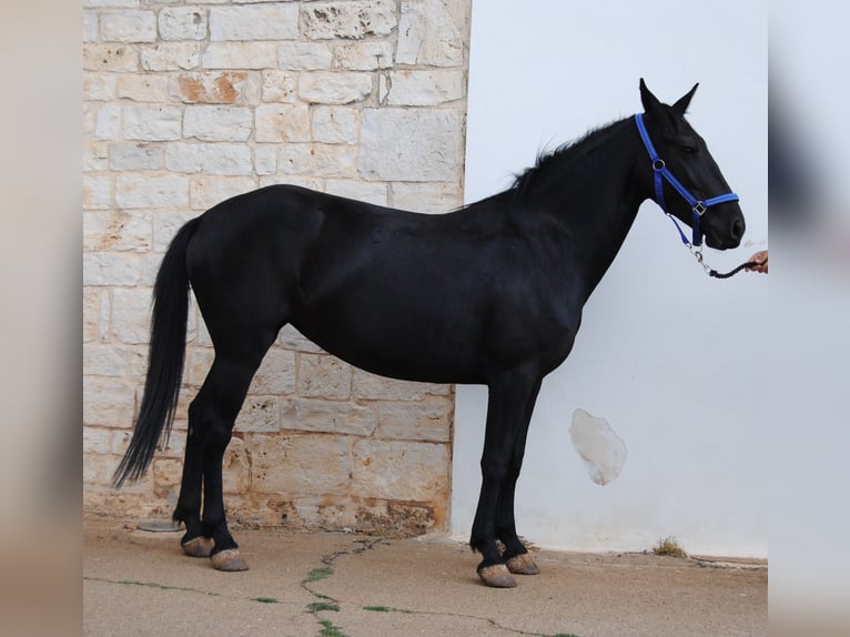Murgese Stute 3 Jahre 150 cm Rappe in Murgia