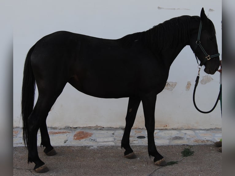 Murgese Stute 3 Jahre 155 cm Rappe in Murgia