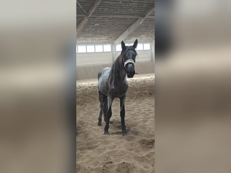 Murgese Stute 3 Jahre 155 cm Roan-Blue in Huizen
