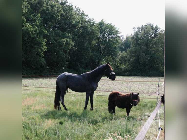 Murgese Stute 3 Jahre 155 cm Roan-Blue in Huizen