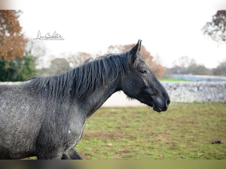 Murgese Stute 3 Jahre 155 cm Roan-Blue in Martina Franca