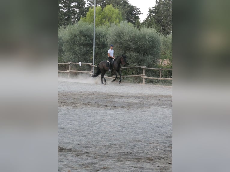 Murgese Stute 4 Jahre 160 cm Rappe in Martina Franca