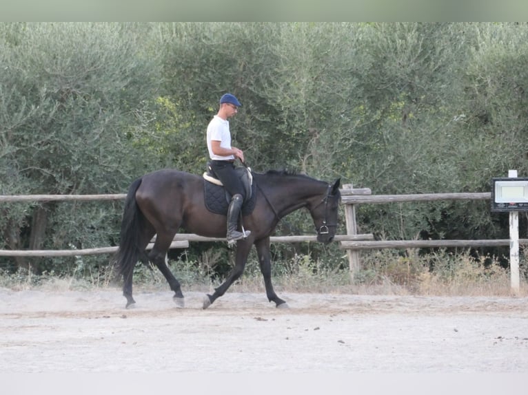Murgese Stute 4 Jahre 160 cm Rappe in Martina Franca
