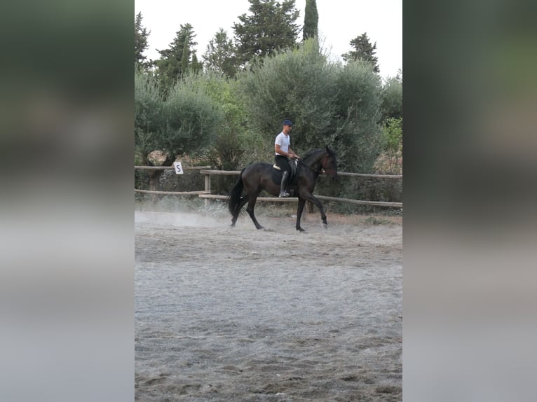 Murgese Stute 4 Jahre 160 cm Rappe in Martina Franca