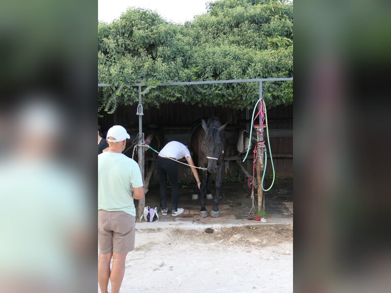 Murgese Stute 4 Jahre 160 cm Rappe in Martina Franca