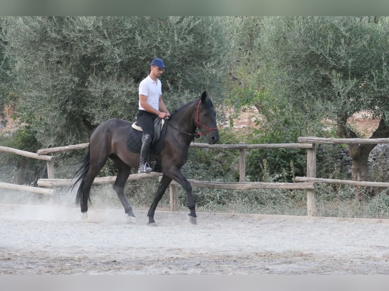 Murgese Stute 4 Jahre 160 cm Rappe in Martina Franca