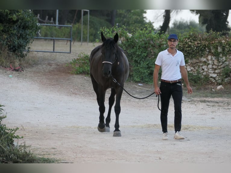 Murgese Stute 4 Jahre 160 cm Rappe in Martina Franca