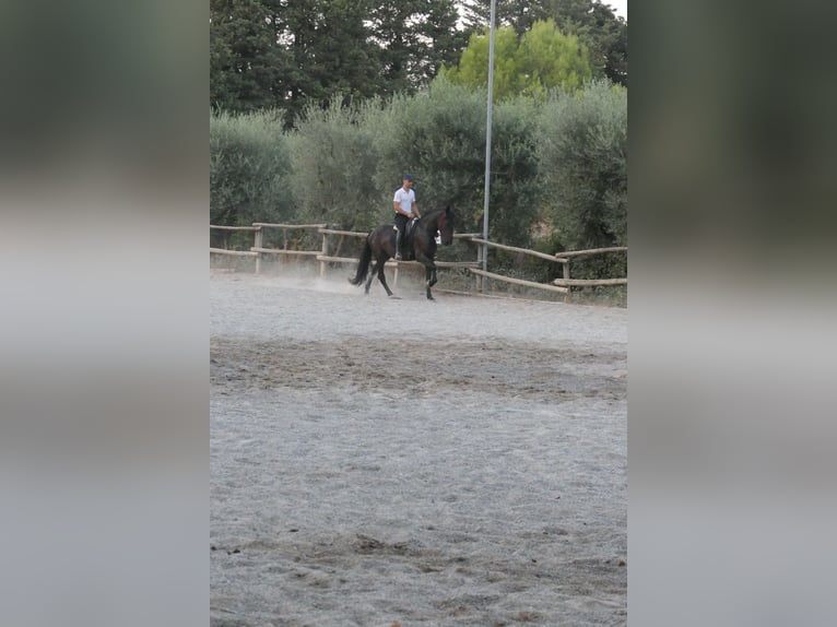 Murgese Stute 4 Jahre 160 cm Rappe in Martina Franca