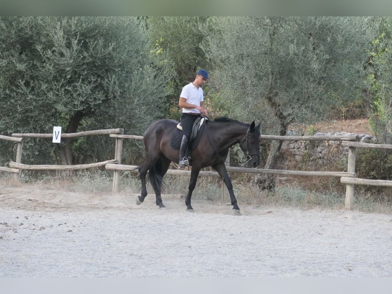 Murgese Stute 4 Jahre 160 cm Rappe in Martina Franca