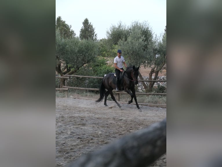 Murgese Stute 4 Jahre 160 cm Rappe in Martina Franca