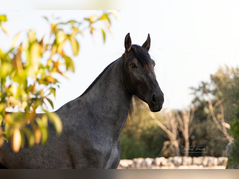 Murgese Stute 4 Jahre 162 cm  in Martina Franca