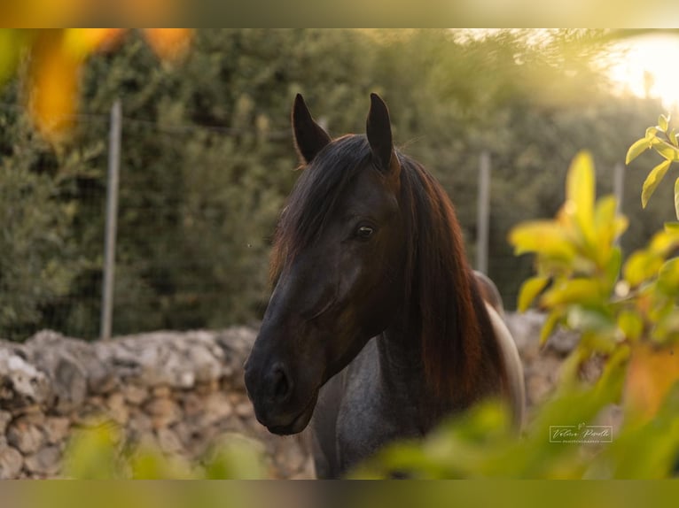 Murgese Stute 4 Jahre 162 cm  in Martina Franca