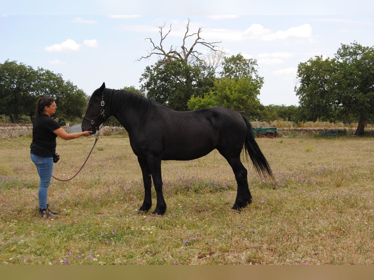 Murgese Stute 5 Jahre 162 cm Rappe in MurgiaGioia del Colle