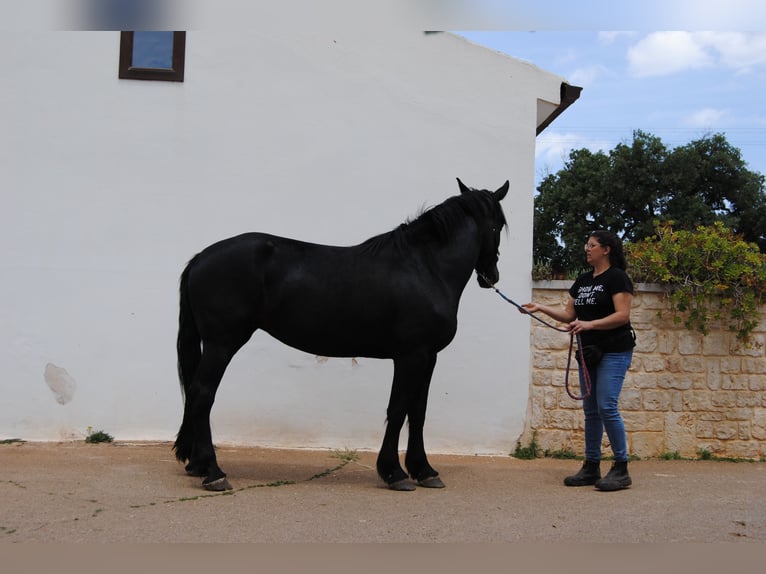 Murgese Stute 5 Jahre 162 cm Rappe in MurgiaGioia del Colle