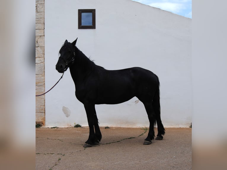 Murgese Stute 5 Jahre 162 cm Rappe in MurgiaGioia del Colle