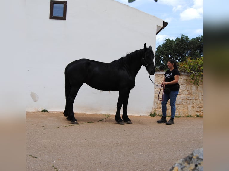 Murgese Stute 5 Jahre 162 cm Rappe in MurgiaGioia del Colle