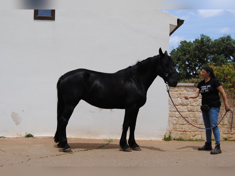 Murgese Stute 5 Jahre 162 cm Rappe in MurgiaGioia del Colle