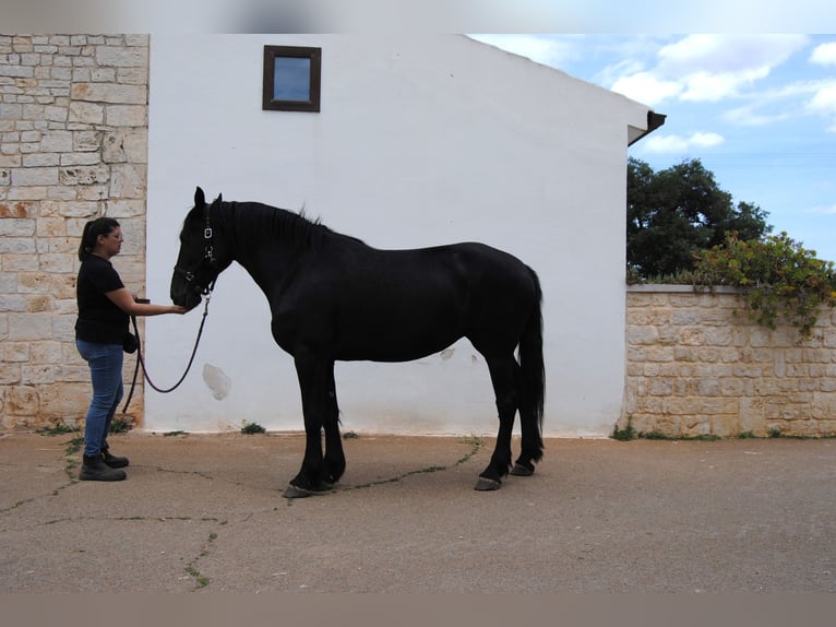 Murgese Stute 5 Jahre 162 cm Rappe in MurgiaGioia del Colle