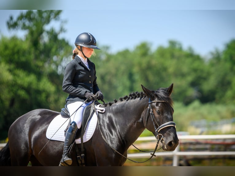 Murgese Stute 5 Jahre 165 cm Rappe in Vinkuran