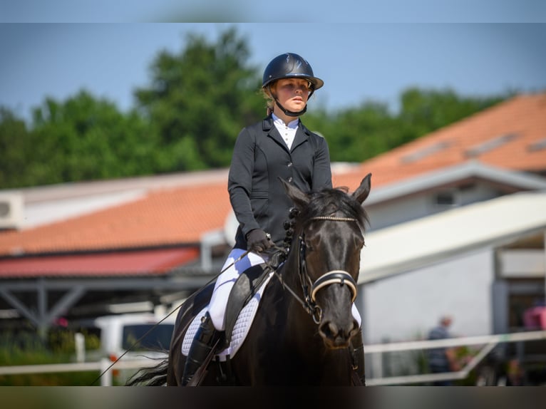 Murgese Stute 5 Jahre 165 cm Rappe in Vinkuran