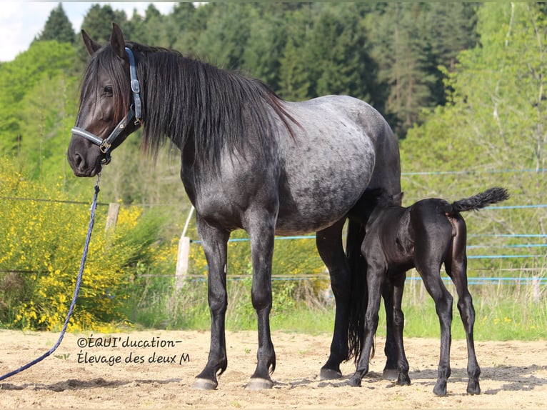 Murgese Mix Stute  Roan-Blue in MARLHES