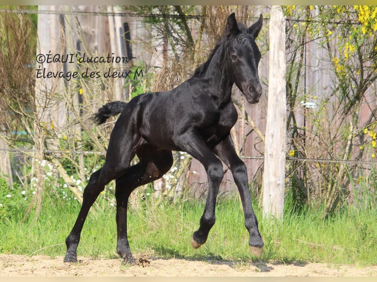 Murgese Mix Stute  Roan-Blue in MARLHES