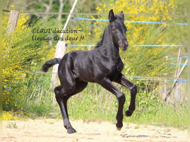 Murgese Mix Stute  Roan-Blue in MARLHES