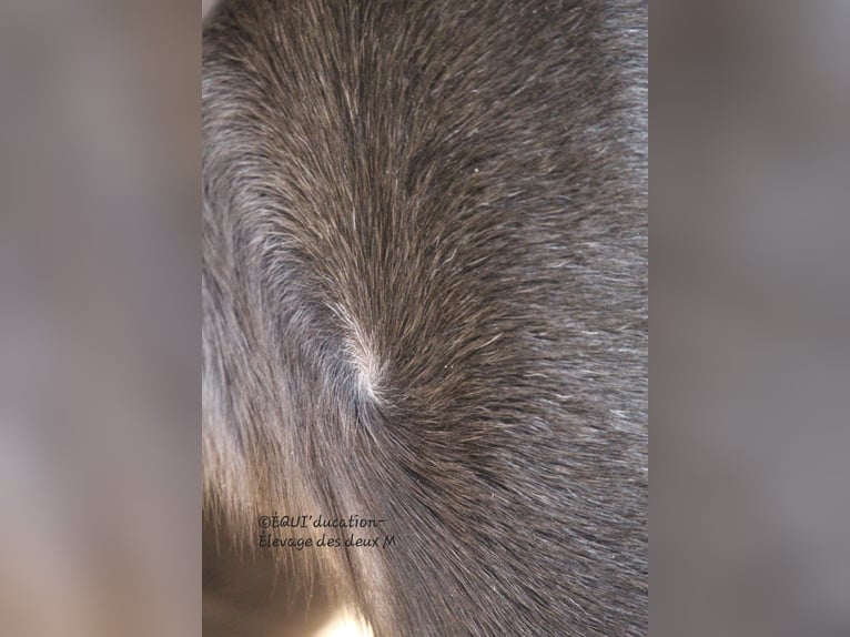 Murgese Mix Stute  Roan-Blue in MARLHES