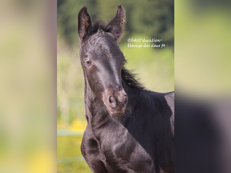 Murgese Mix Stute  Roan-Blue in MARLHES