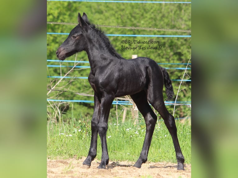 Murgese Mix Stute  Roan-Blue in MARLHES