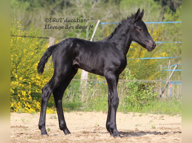 Murgese Mix Stute  Roan-Blue in MARLHES