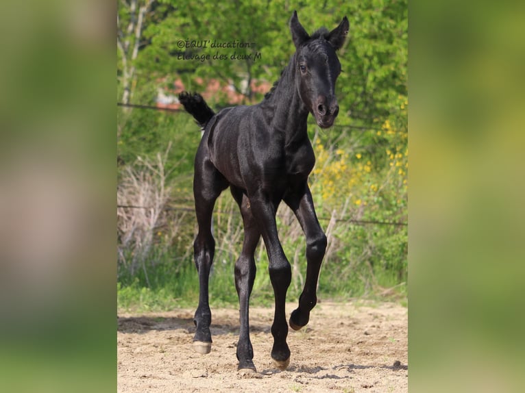 Murgese Mix Stute  Roan-Blue in MARLHES