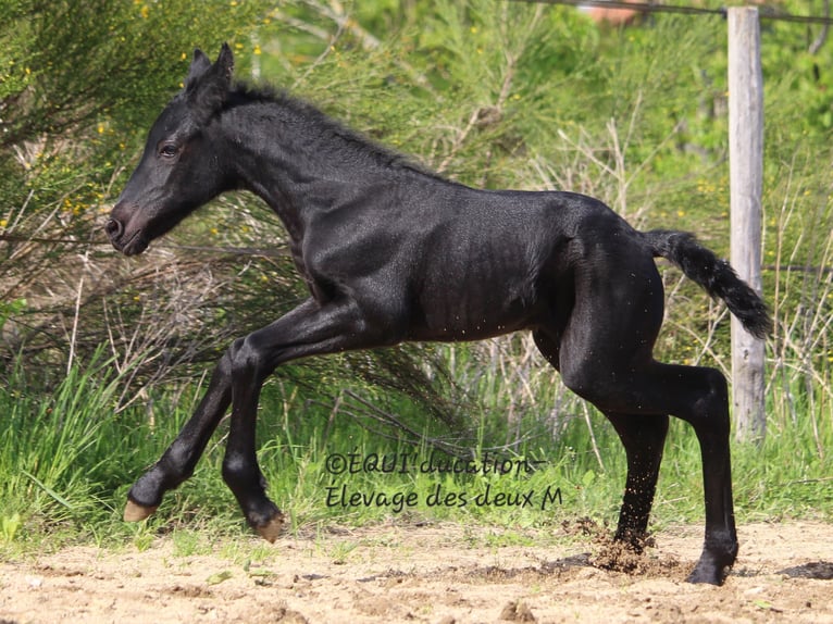 Murgese Mix Stute  Roan-Blue in MARLHES