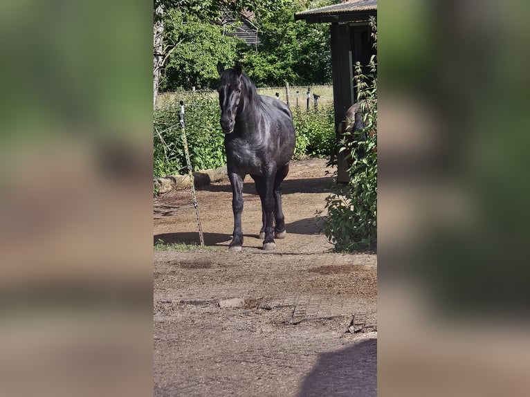 Murgese Valack 12 år 163 cm Konstantskimmel in Kleinheubach