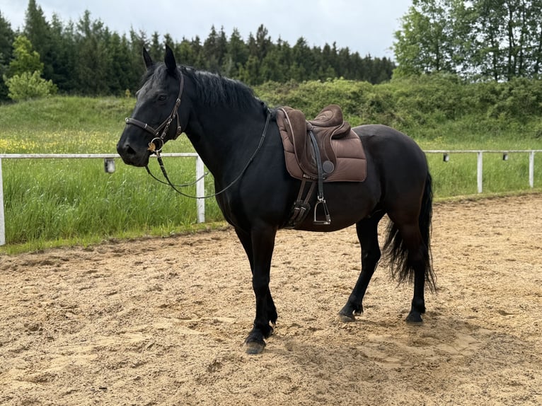 Murgese Wałach 13 lat 159 cm Kara in Rot an der Rot