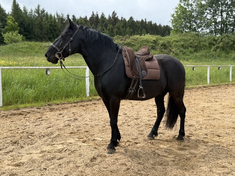 Murgese Wałach 13 lat 159 cm Kara in Rot an der Rot