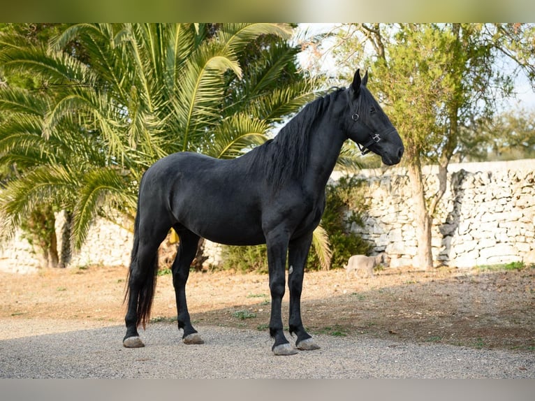 Murgese Wałach 3 lat 160 cm Kara in Noci