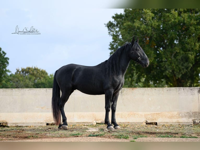 Murgese Wałach 3 lat 160 cm Kara in Noci