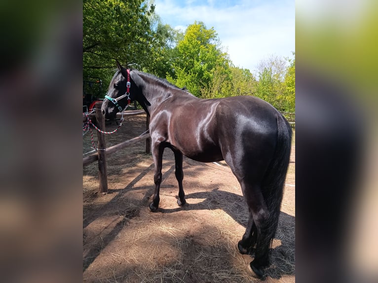 Murgese Wałach 4 lat 162 cm Kara in Alzenau in Unterfranken