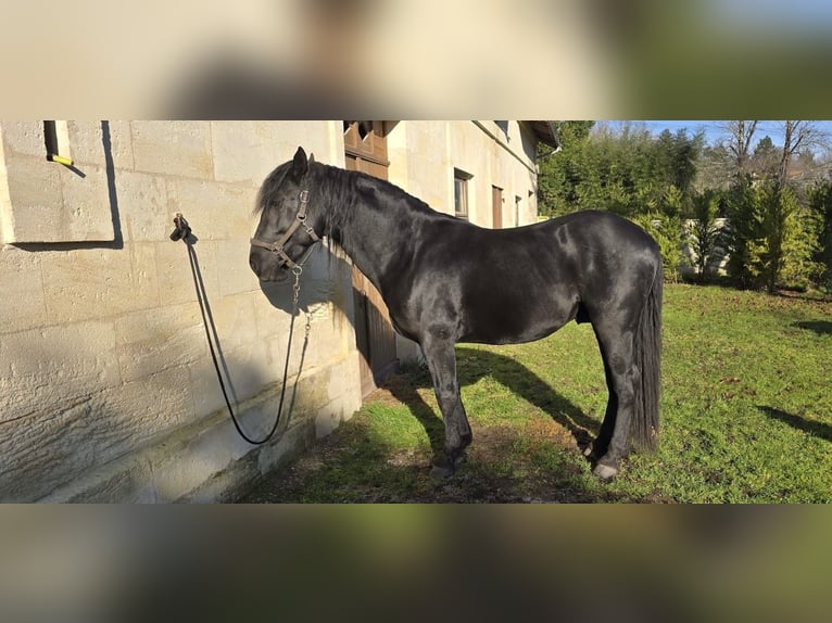 Murgese Wałach 7 lat 157 cm Kara in Le Fieu