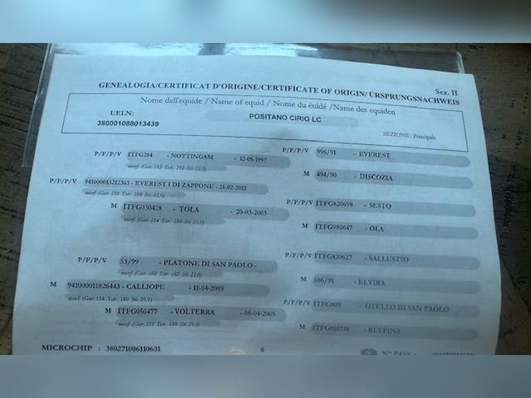 Murgese Wałach 7 lat 157 cm Kara in Le Fieu