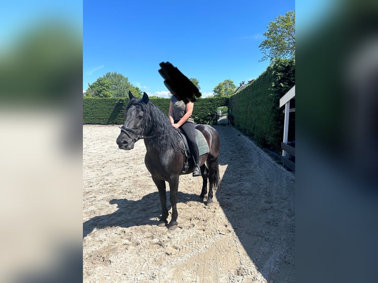 Murgese Wałach 7 lat 163 cm Kara in Twisk