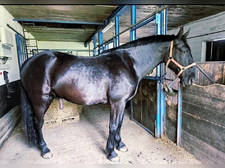 Murgese Wallach 10 Jahre 165 cm Rappe in Huldange