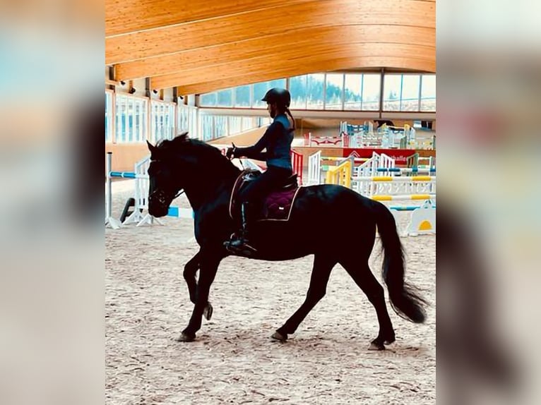 Murgese Wallach 10 Jahre 165 cm Rappe in Huldange
