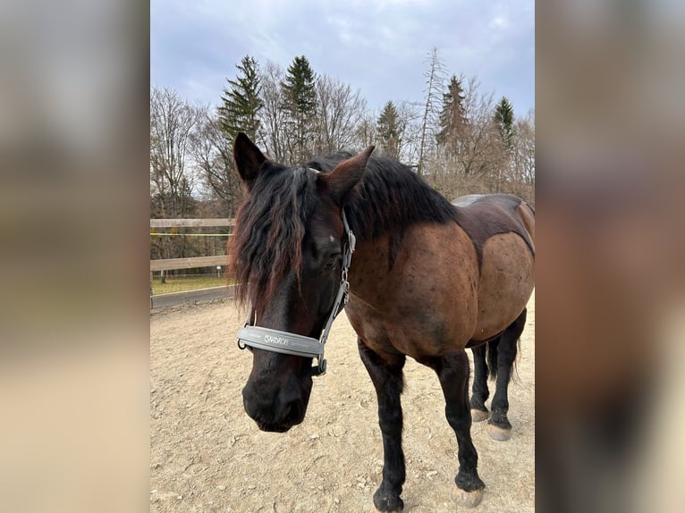 Murgese Mix Wallach 11 Jahre 150 cm Rappe in Steinberg-Hitzendorf
